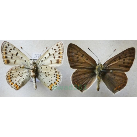 Lycaena tityrus (Poda, 1761) 2xmale Czerwończyk uroczek Czech37l